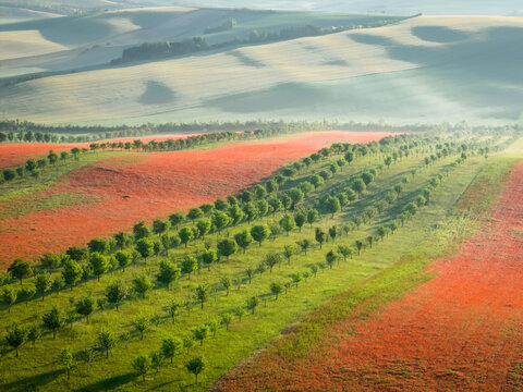 Aerial view of blooming poppy fields and biodiversity strips