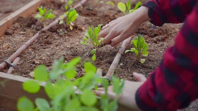 Hands tend to young greens in a raised garden bed. Earthworks support rows of sprouting plants in wooden frames. Gardener nurtures growth with gentle care and attention. Ideal for eco-friendly