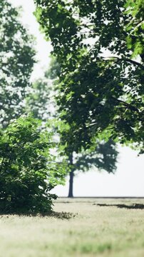 Two trees stand tall in a park with green leaves. The ground is covered in grass. The sun shines through the branches, creating shadows on the ground.