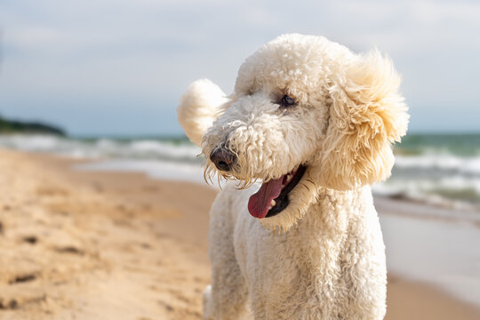 Cream Standard Poodle Looking Up on Lake Michigan Beach