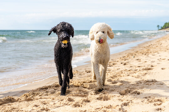 Two Wet Standard Poodles Running on Lake Michigan Beach