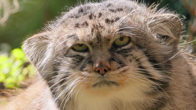 Close up footage of a Pallas's cat with grumpy expression, outdoor natural light.