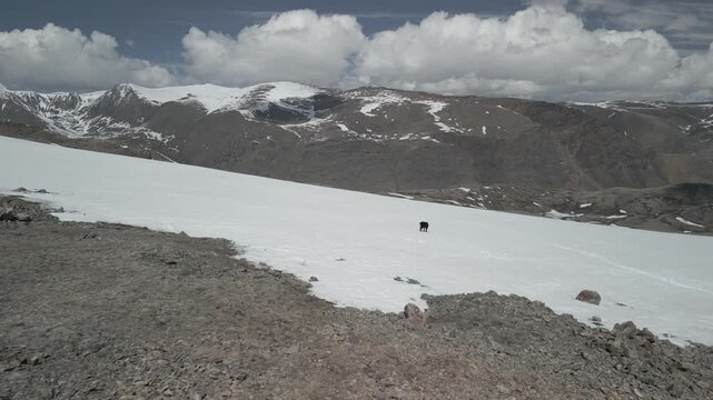 Low altitude aerial orbit shot of helpless abandoned wild yak calf standing on snow in mountains. Close up view of vulnerable baby animal. RAW flat profile uncorrected video.