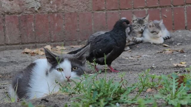 A stray mother cat resting on the ground with her kittens in the background is suddenly startled by a walking pigeon and quickly flees leaving the kittens behind in an urban environment.