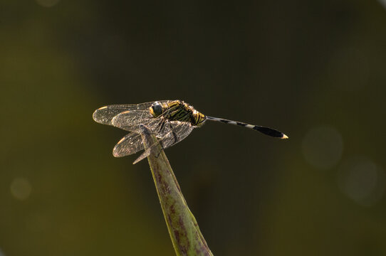 A sunlit variegated green skimmer dragonfly. Photographed in the western part of Singapore.
