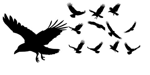Obraz premium Flying Raven Silhouette