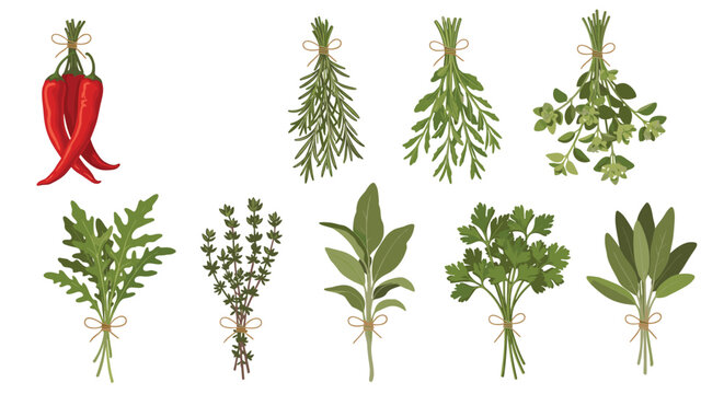 Bundles of fresh green cooking herbs and red chili peppers tied with string isolated on white background.