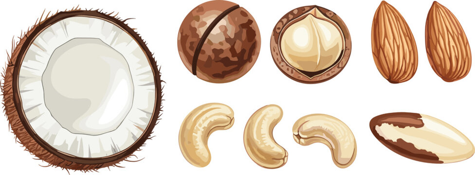 Healthy nuts and coconut vector illustration set with macadamia cashew almond and Brazil nut for organic snack food menu design.