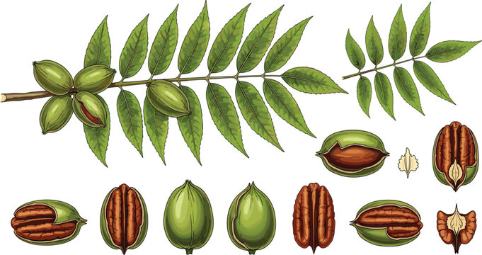 Organic pecan nut vector illustration set with green husks whole shells brown kernels and leafy branches for agricultural botanical packaging design.