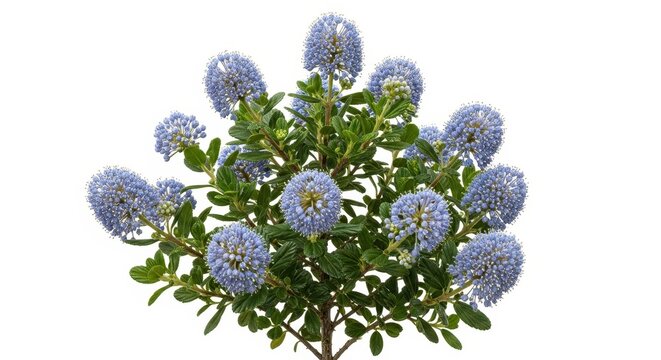 A High Resolution Botanical Photo Of A Ceanothus 