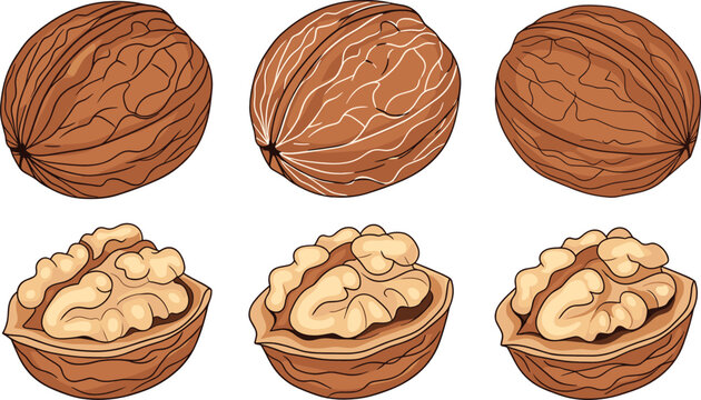 Organic walnut vector illustration set with whole unshelled nuts and cracked halves showing healthy kernels for snack food menu design.