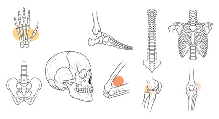 Obraz premium Anatomical sketches of the human skeleton including the skull, spine, ribcage, hand, foot, and joint structures.