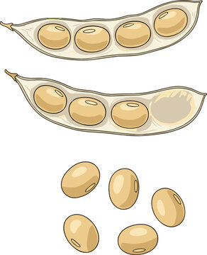 Organic soybeans vector illustration set with open pods and raw seeds for agricultural farming healthy eating food graphic design.