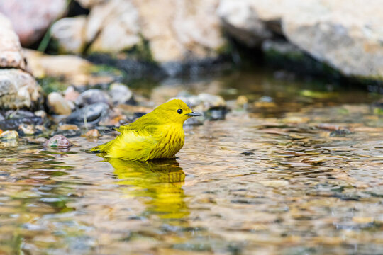 01482-00217 Yellow Warbler (Setophaga petechia) bathing Marion Co. IL