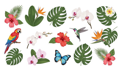 Rainforest flowers leaves birds and butterflies vector set © Ziten