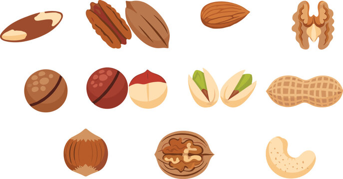 Healthy nuts vector illustration set with walnut almond peanut hazelnut pistachio cashew and pecan for organic snack food menu design.