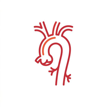 Human Aorta Anatomy Medical Illustration.