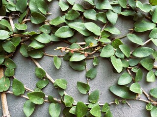 Obraz premium A climbing fig plant (Ficus pumila) that grows well on the walls of the house.