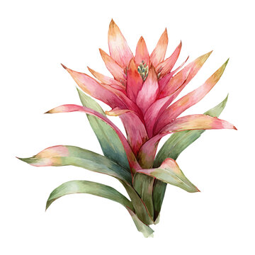 Bromeliad, watercolor clipart vector, isolated on a white background.