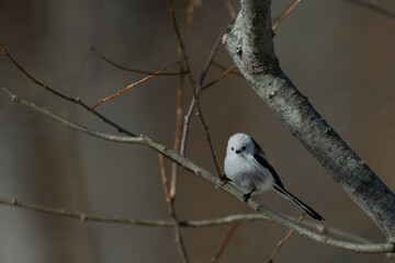 a white long tailed tit in hokkaido © Que sera sera