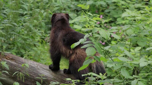 A wolverine stands on a fallen log in lush green foliage before moving through the undergrowth, captured in a dynamic wildlife clip.