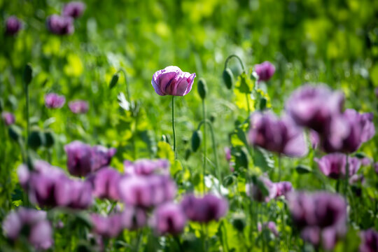 Blooming purple poppies in a sunlit field with soft bokeh and shallow depth of field