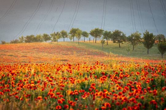 Blooming poppy field and bio strips in a sustainable agricultural landscape