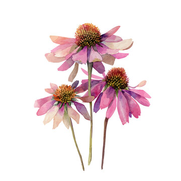 Echinacea, watercolor clipart vector, isolated on a white background.