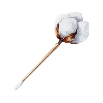 Cotton Swab, watercolor vector, isolated on a white background.