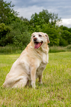 Labrador Retriever sitzt aufmerksam auf einer Wiese im Freien 