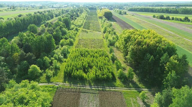 Sustainable forestry with newly planted trees