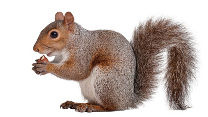 Grey squirrel holding a nut in its paws, isolated on transparent background © Sorin