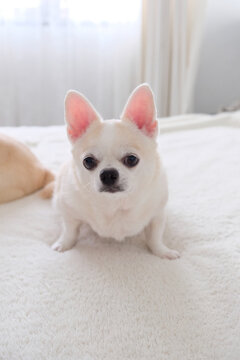 Chihuahua Dogs Looking at Camera on White Bedding with Natural Light