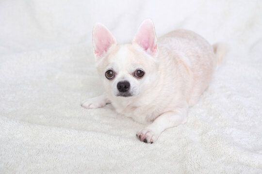 Chihuahua Dogs Looking at Camera on White Bedding with Natural Light