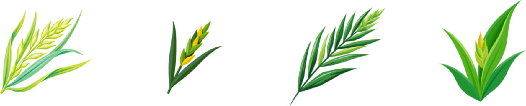 A vibrant illustration of fescue grass showcases its delicate sheath splitting open to reveal a young geometric seed head against a solid white background