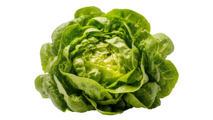 Plakat Fresh green butter lettuce head with ruffled leaves