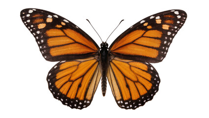 Monarch butterfly with open wings top view, detailed pattern © Gabriela