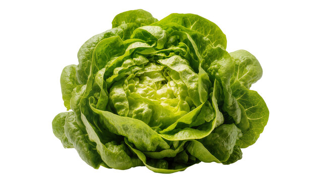 Fresh green butter lettuce head with ruffled leaves
