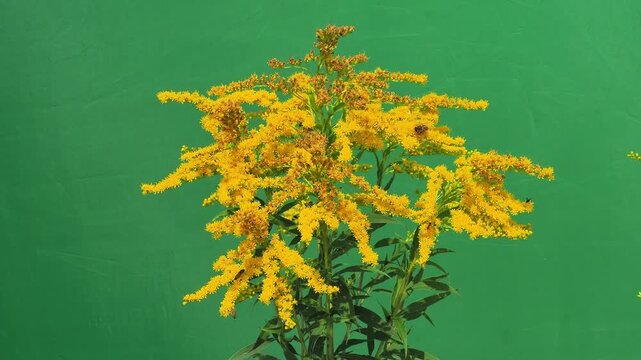 Yellow goldenrod flowers isolated on a green screen chroma key.