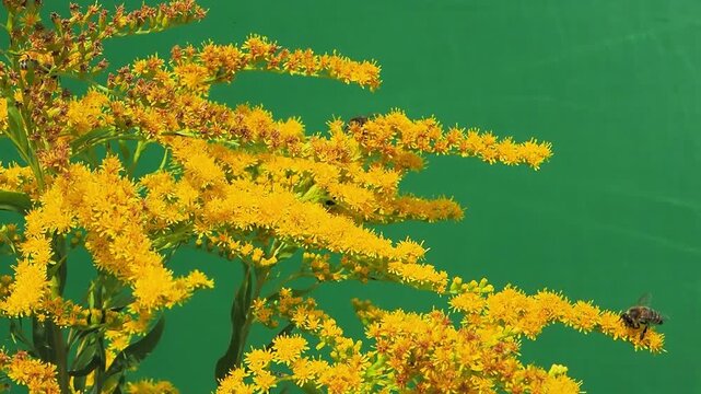 A bee on yellow goldenrod flowers on a green screen.