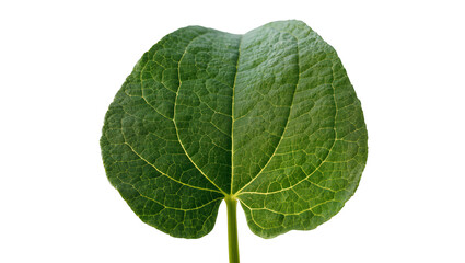 Fototapeta premium Green leaf with prominent veins and textured surface