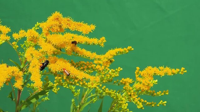 Insects on yellow goldenrod flowers on a green screen.