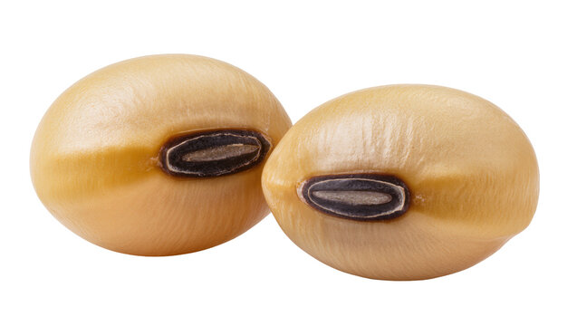 Two light brown soybeans with dark hilum detail