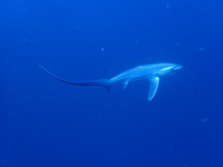 Fototapeta premium shark in the sea