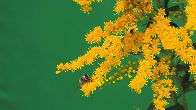 A bee on yellow goldenrod flowers on a green screen.
