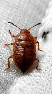 Bed bug on fabric weave macro