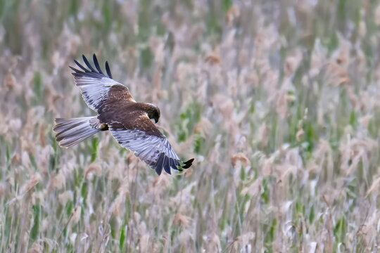 Rohrweihen M&auml;nnchen bei der Jagd
