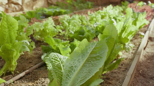 Fresh lettuce grows in neat garden rows. Green leaves spread across tilled soil beds. Natural sunlight highlights each crisp leaf. Gardener tends plants with care and patience in home backyard