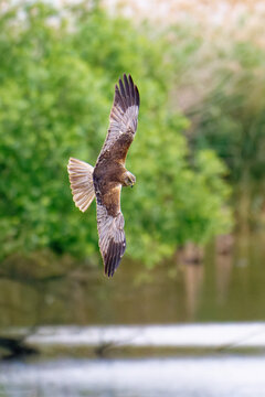 Rohrweihen M&auml;nnchen bei der Jagd