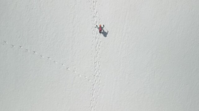 Top down aerial shot of solo woman traveler walking on snow with trekking poles, casting long silhouette shadow. Female hiker wilderness. RAW flat profile uncorrected video.